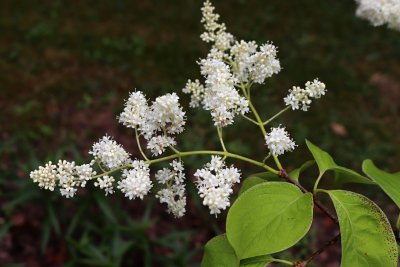 Syringa 'Sezemice' - šeřík - květ